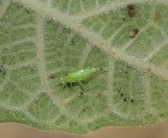 Malacocoris chlorizans