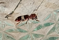 Enoclerus quadrisignatus