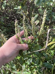 Physostegia virginiana