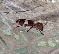 Enoclerus quadrisignatus