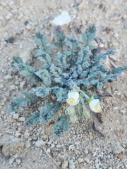 Chylismia claviformis