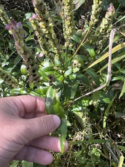 Physostegia virginiana