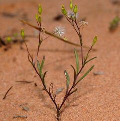 Senecio glossanthus