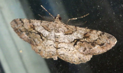 Peribatodes secundaria