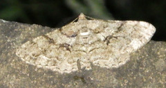 Peribatodes secundaria