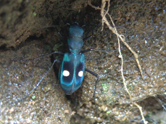 Pseudoxycheila tarsalis