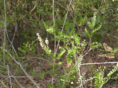 Eysenhardtia texana