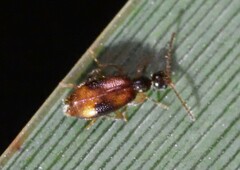 Anthicidae