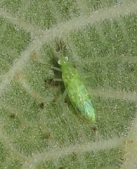Malacocoris chlorizans