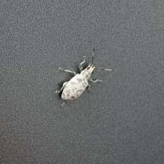 Myllocerus undecimpustulatus