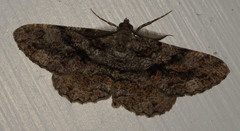 Peribatodes secundaria