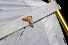 Plagodis phlogosaria