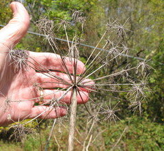 Angelica atropurpurea