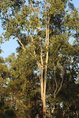 Eucalyptus platyphylla