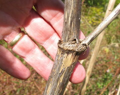 Angelica atropurpurea
