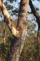 Eucalyptus platyphylla