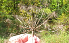 Angelica atropurpurea