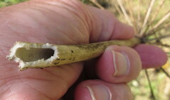 Angelica atropurpurea