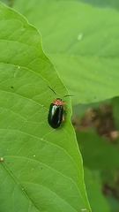 Kuschelina tenuilineata