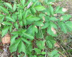 Angelica atropurpurea