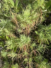 Suaeda linearis