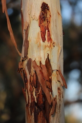 Eucalyptus platyphylla