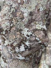 Myelochroa aurulenta