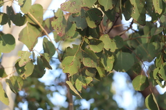 Eucalyptus platyphylla