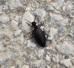 Meloe rugosus