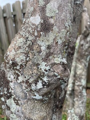 Myelochroa aurulenta