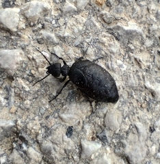 Meloe rugosus