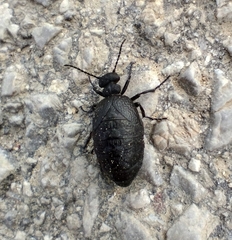 Meloe rugosus