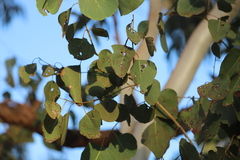Eucalyptus platyphylla