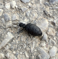 Meloe rugosus