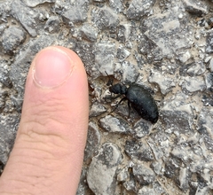 Meloe rugosus
