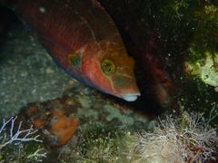 Symphodus mediterraneus