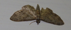 Eupithecia inturbata