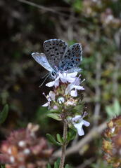Pseudophilotes baton