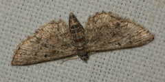 Eupithecia inturbata