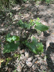 Echinodorus cordifolius