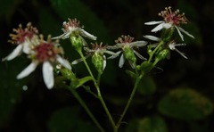 Eurybia chlorolepis