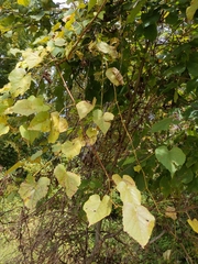 Vitis
