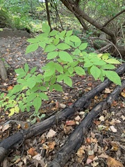 Fraxinus excelsior