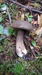 Porphyrellus