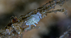 Rubramoena rubescens