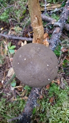 Porphyrellus