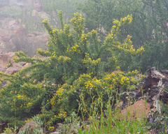 Oxalis virgosa