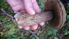 Porphyrellus