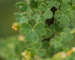 Oxalis virgosa