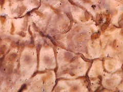 Xylobolus frustulatus